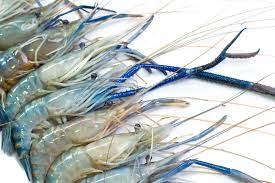 Fresh Fish Fiji