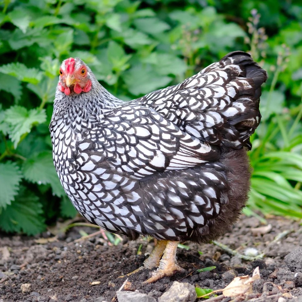 My - Let’s Celebrate The Breed Of The Week!!! 🎉🥳 The Silver Laced ...