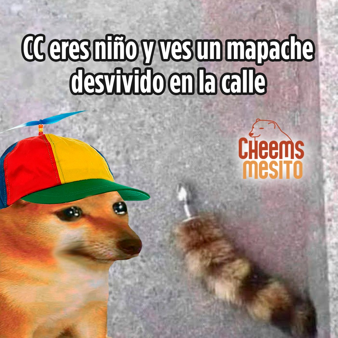 Cheemsmesito - 🐕 ¿Pero mami, por qué le tenían que cortar su colita al ...
