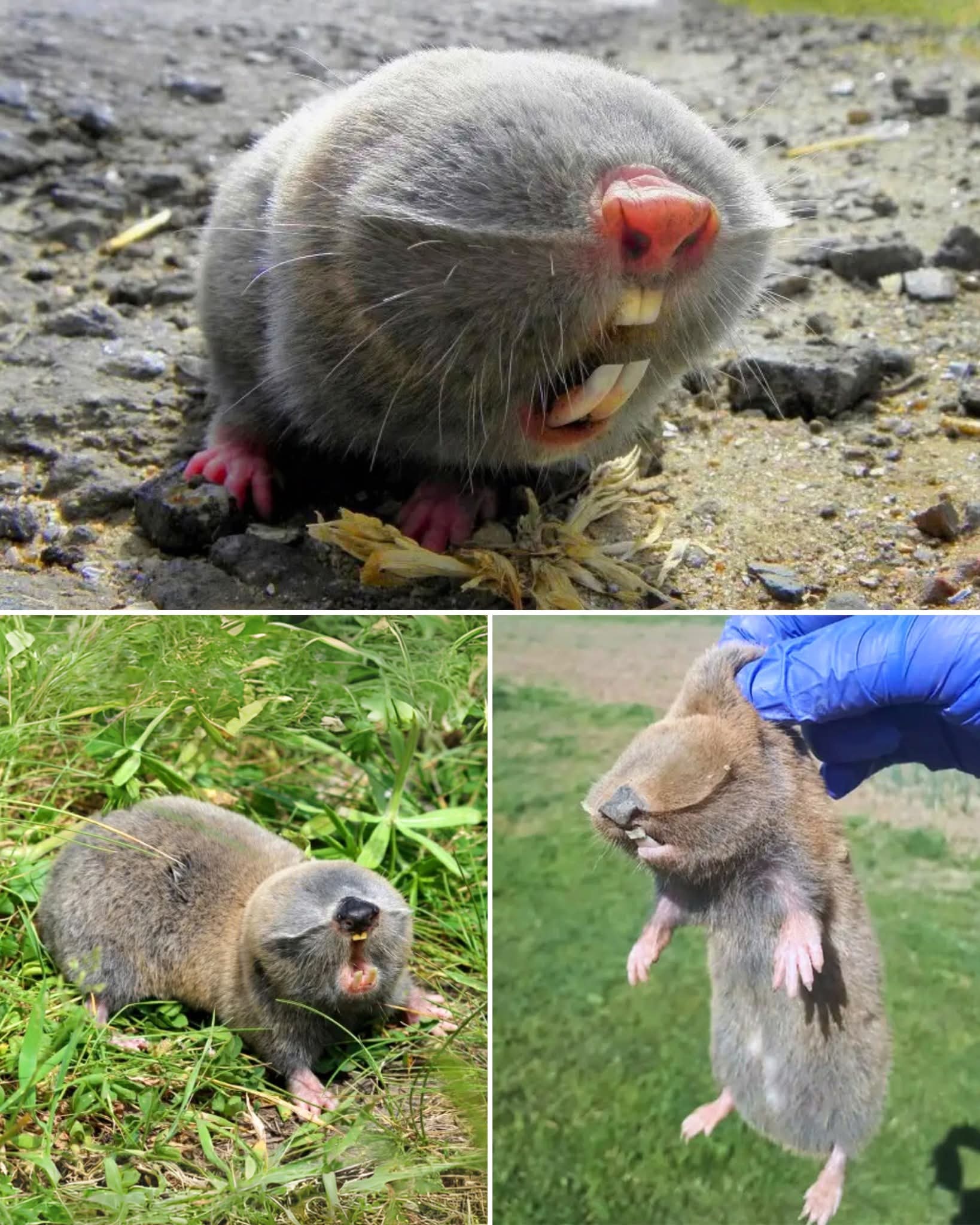 Three-inch underground creatures thrive despite poor eyesight