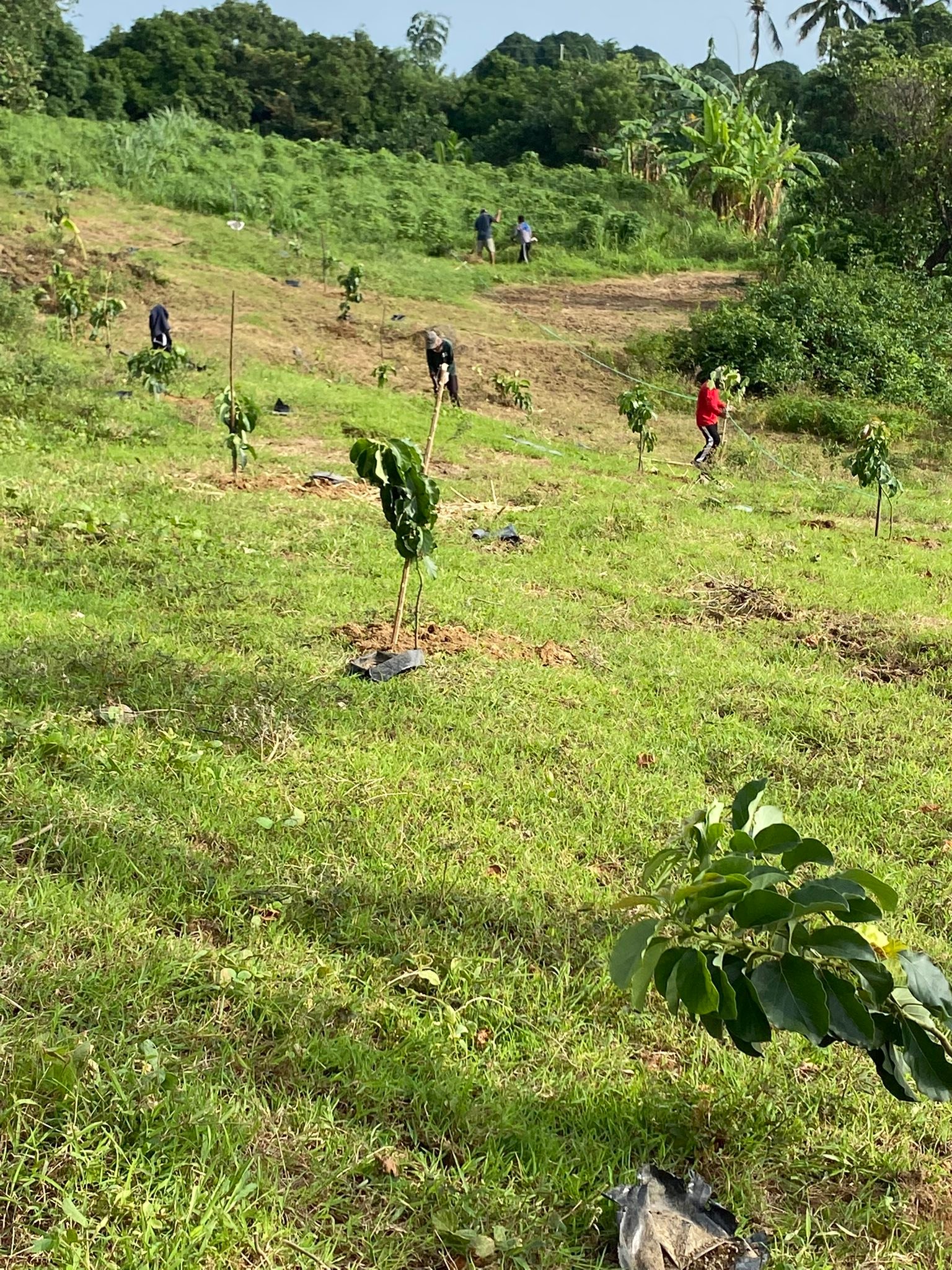 Beda’s Tree planting... - Beda's Fresh Farm Eggs Corporation | Facebook