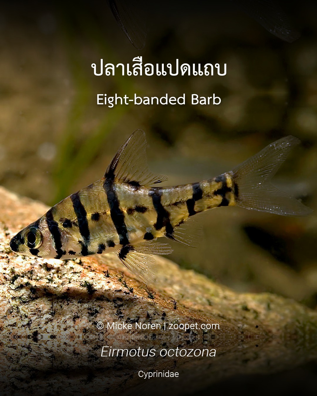 มัจฉามิตร - ปลาเสือแปดแถบ ชื่อวิทยาศาสตร์ Eirmotus octozona พรรณปลาสวย ...