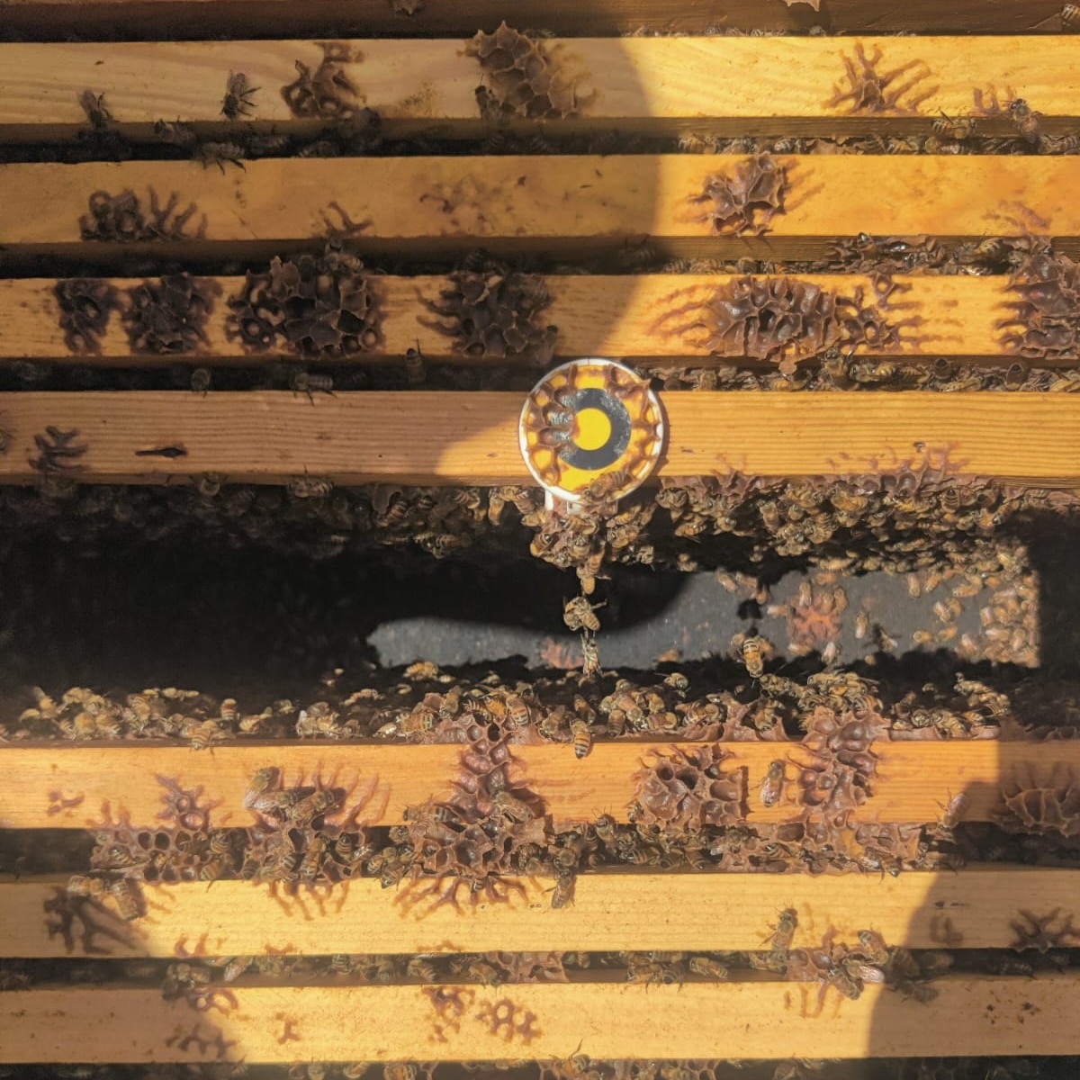 BeeHero - 🌉 Ever seen a bee bridge? Bees create this... | Facebook