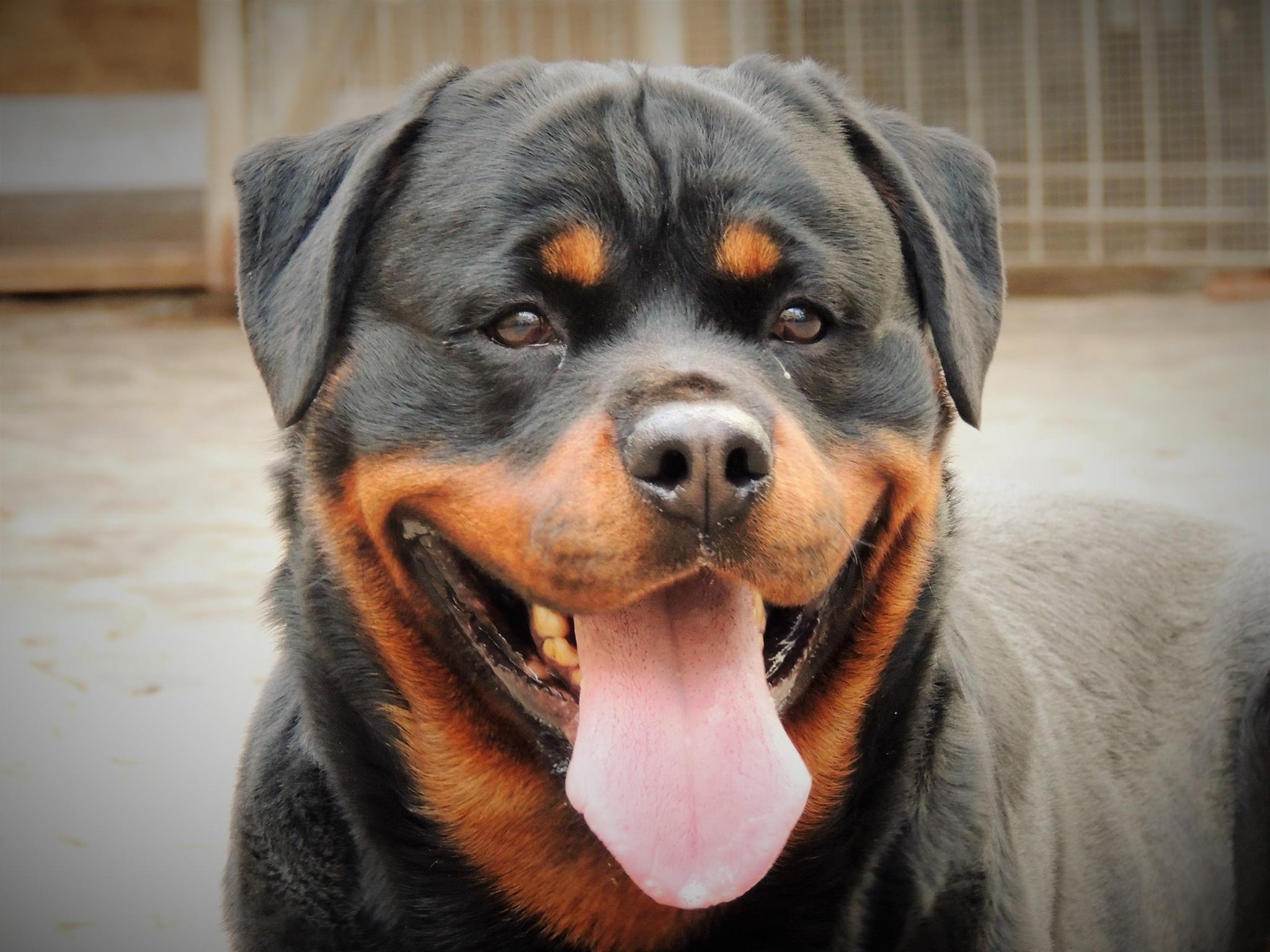 DANUBIUS ROTTWEILER KLUB | 