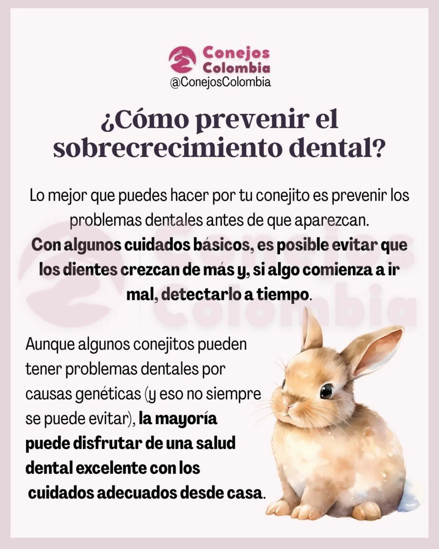 Conejos Colombia added a new photo — in... - Conejos Colombia