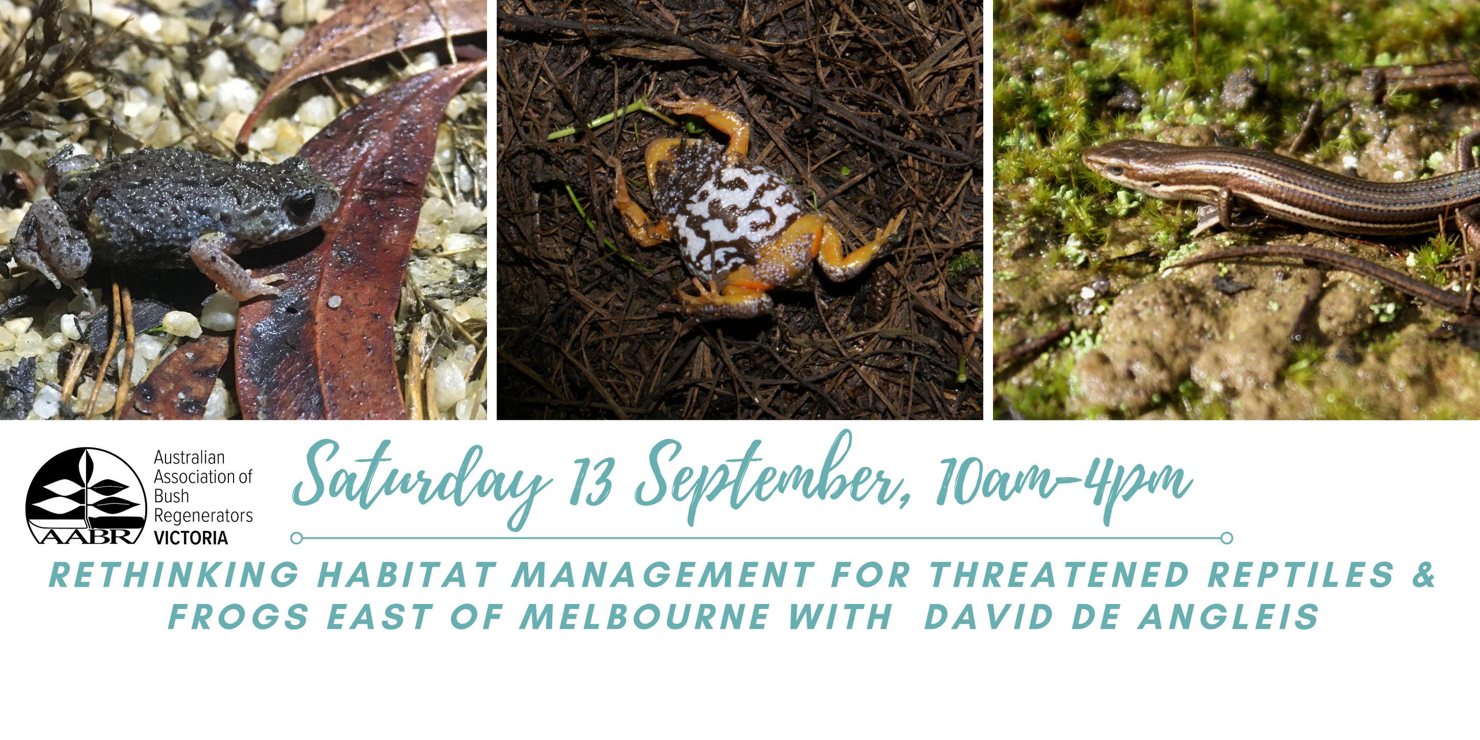 Frogs Victoria September 2025 meeting: Big amphibians in the Kimberley!