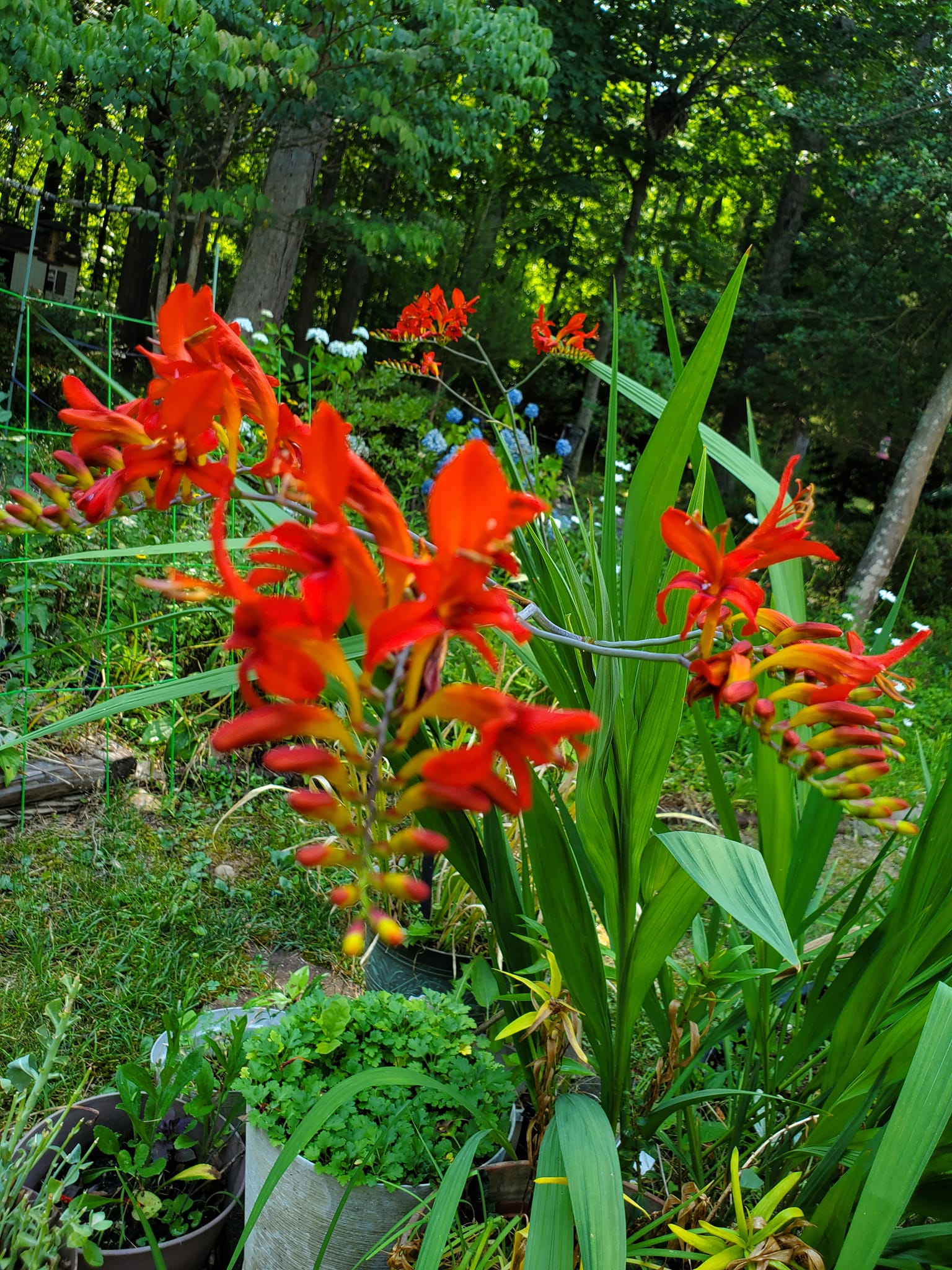 I love this firy color of Crocosmia. Zone 7a Stafford Virginia