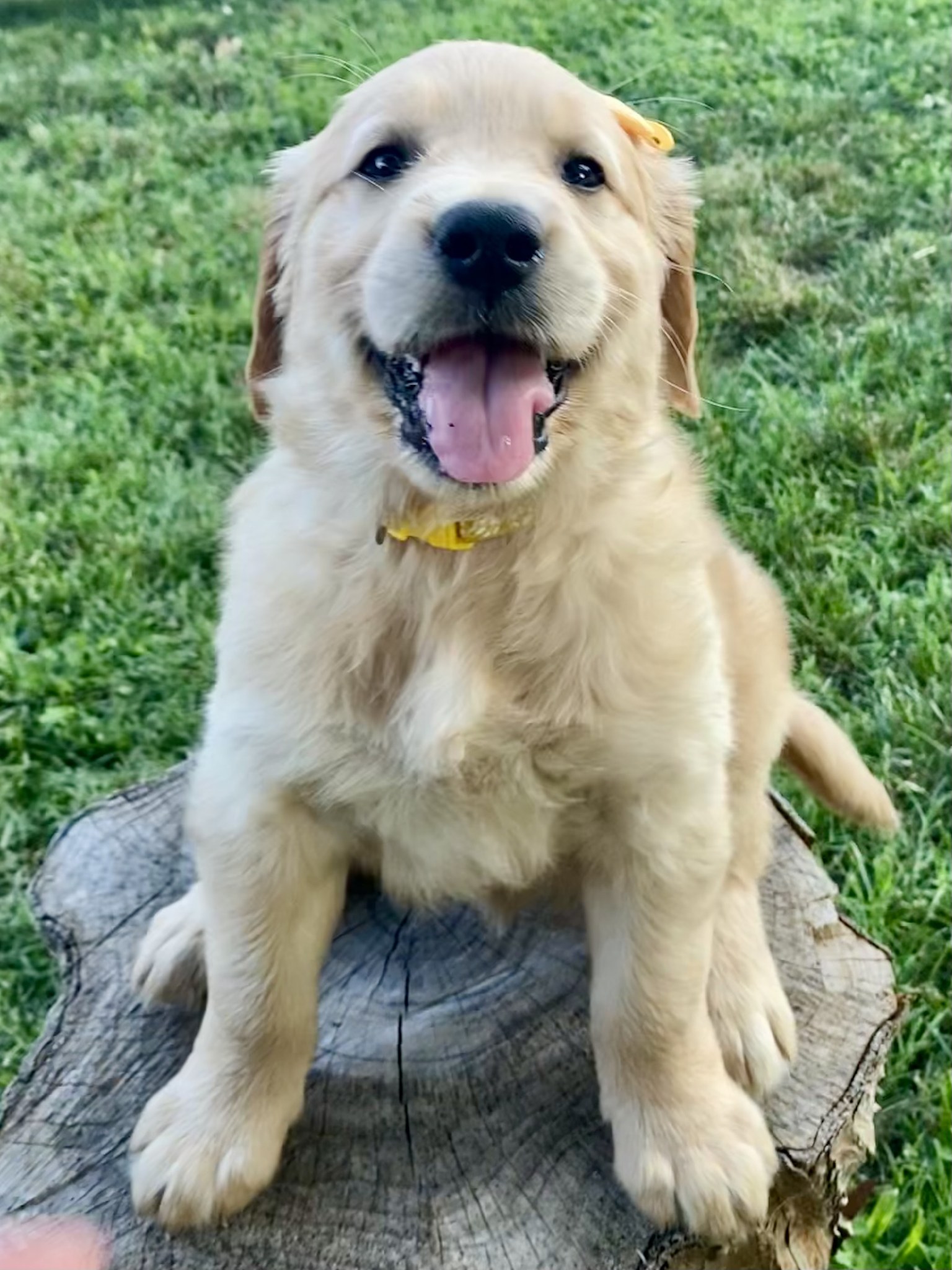 🐕 Roll Call,... - Golden Retrievers of the Ozarks LLC | Facebook