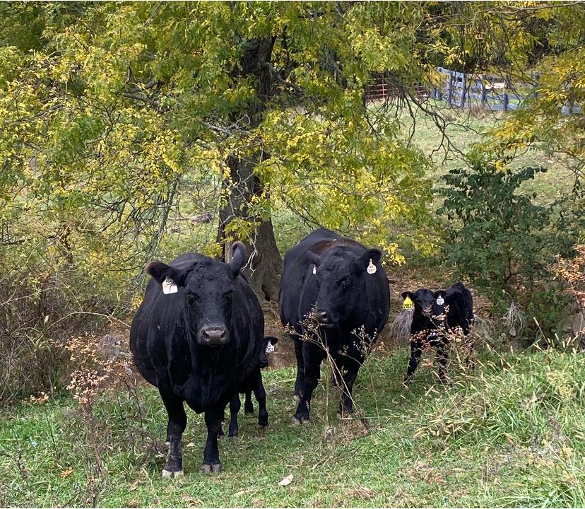 MasterfareCattle | Johnstown OH
