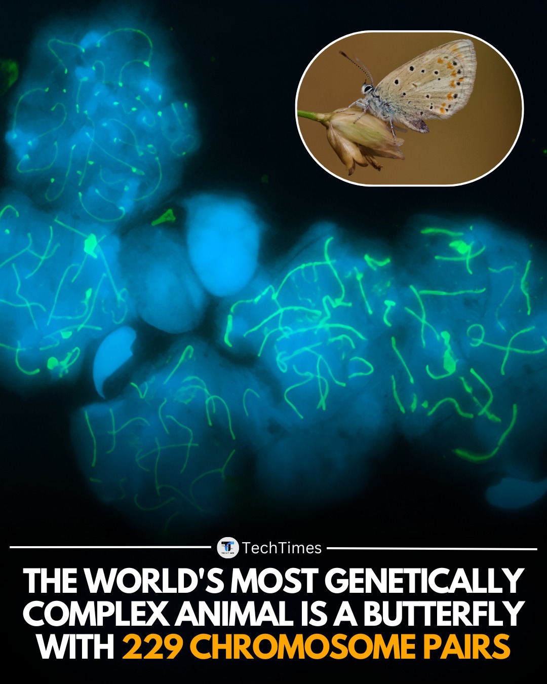 TechTimes - Scientists have identified the Atlas blue butterfly ...