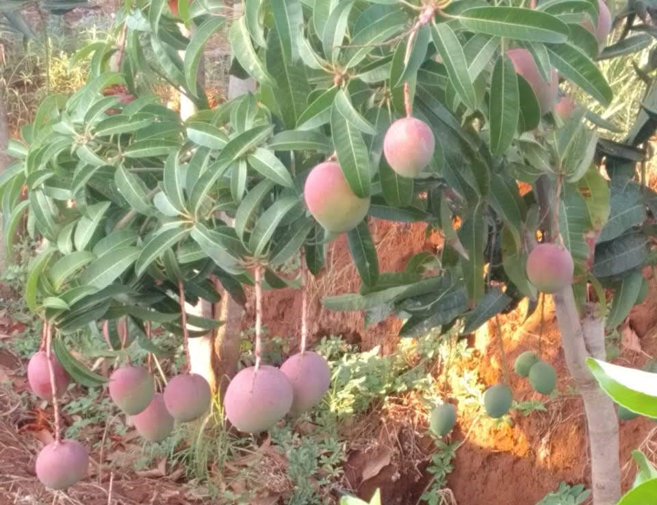 Mbusi Farm | Nairobi