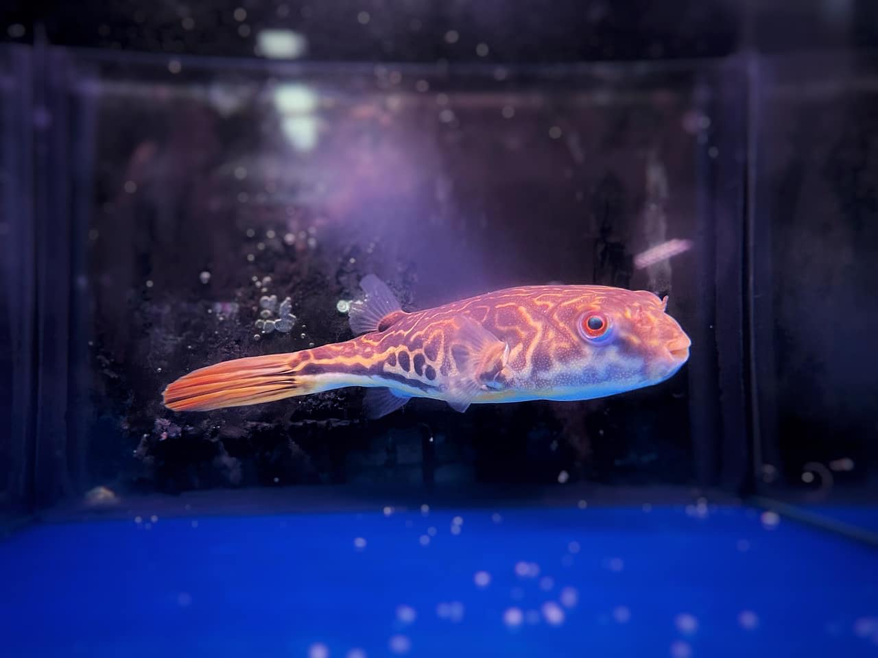Toh Aquarium - 🫧🌈 Mid-week highlights!🦄🫧 🐡MBU Puffer Fish... | Facebook