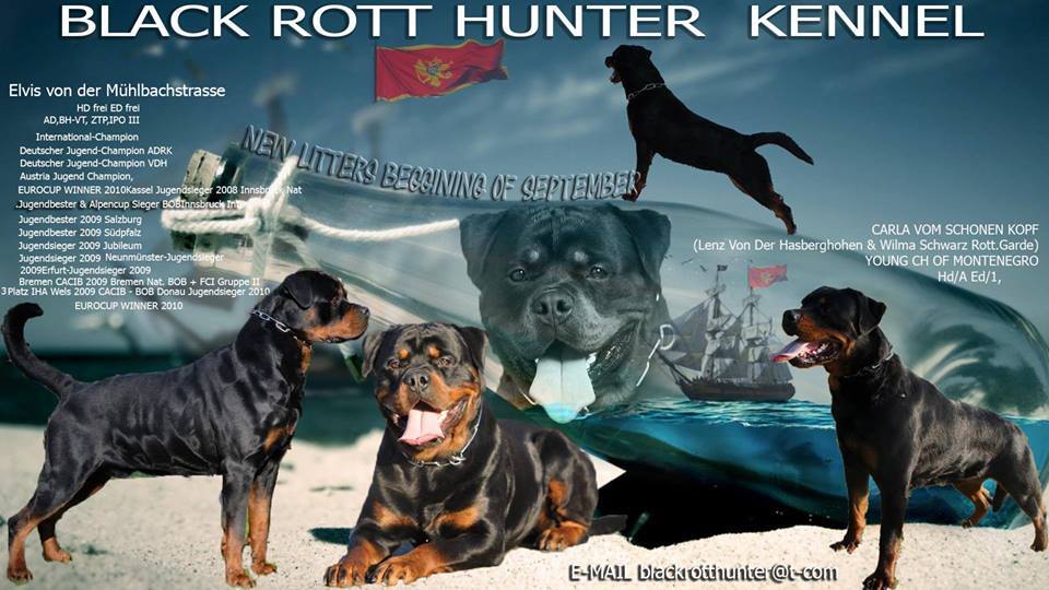 Rottweiler Kennel Black Rott Hunter | Niksic