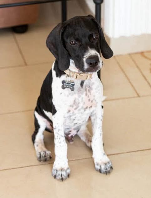 Rehoming Cyprus Pointers | Facebook