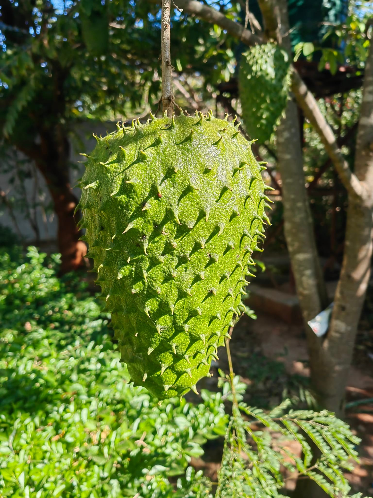 Soursop Tree Live Plant (Annona Muricata) – 4 Inch Pot, 5-8 Inches Tall, Tropical Fruit Tree For Zones 9-11 | Guanabana Seedling