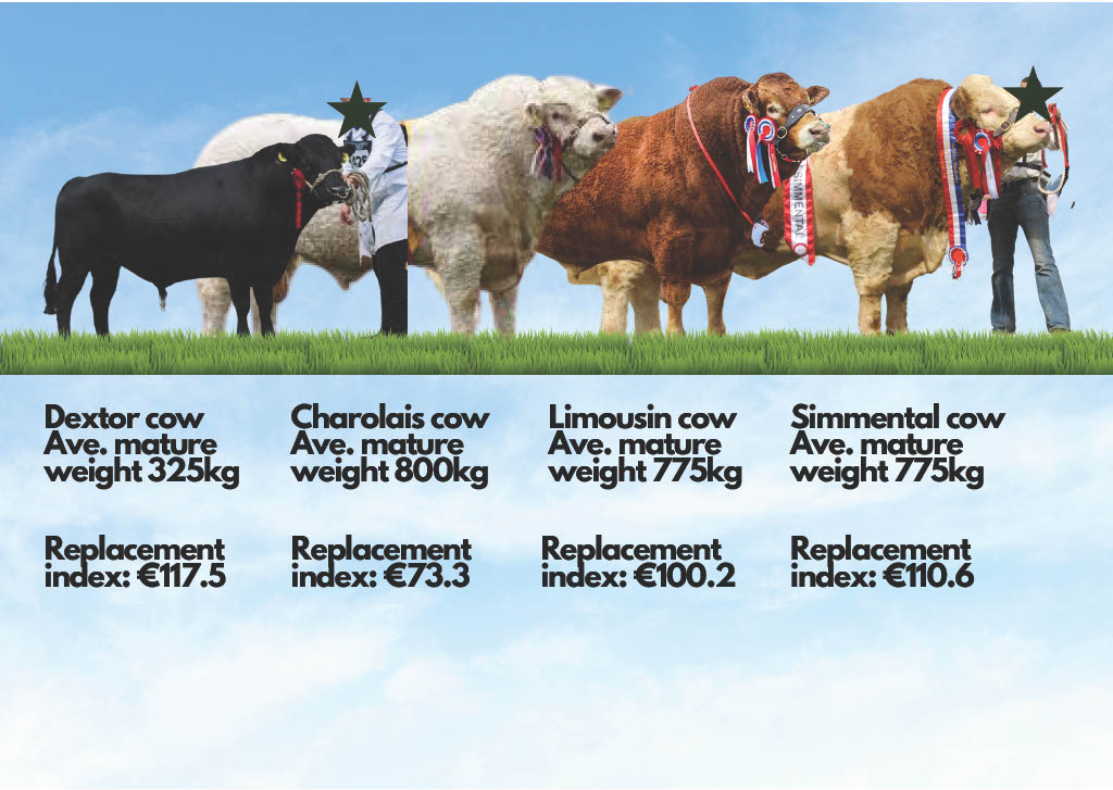Update Ref recent... - Irish Simmental Cattle Society | Facebook