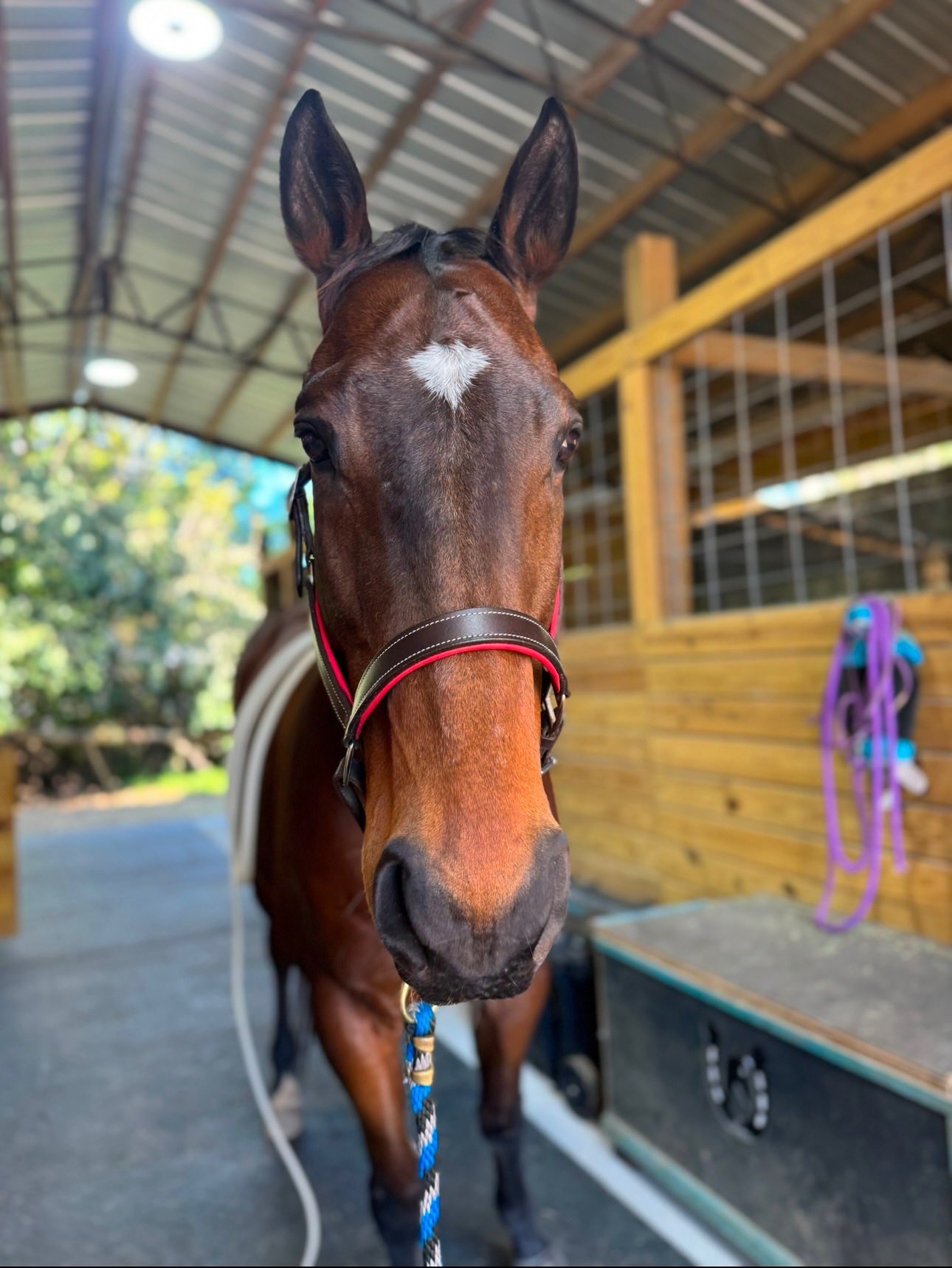 Warmblood gelding for sale in Florida