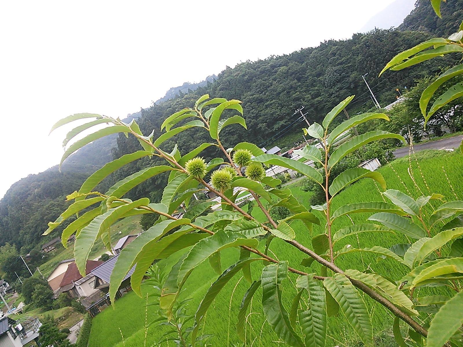 サラリーマンのド田舎生活