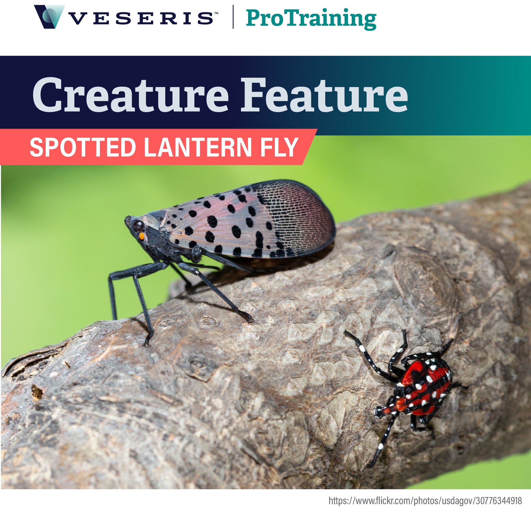 Veseris - The SPOTTED LANTERNFLY is an invasive pest from...