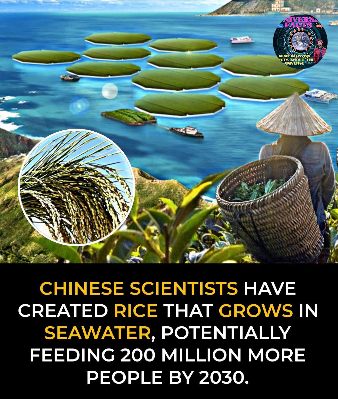 Universe - Chinese scientists have developed a new strain of salt ...
