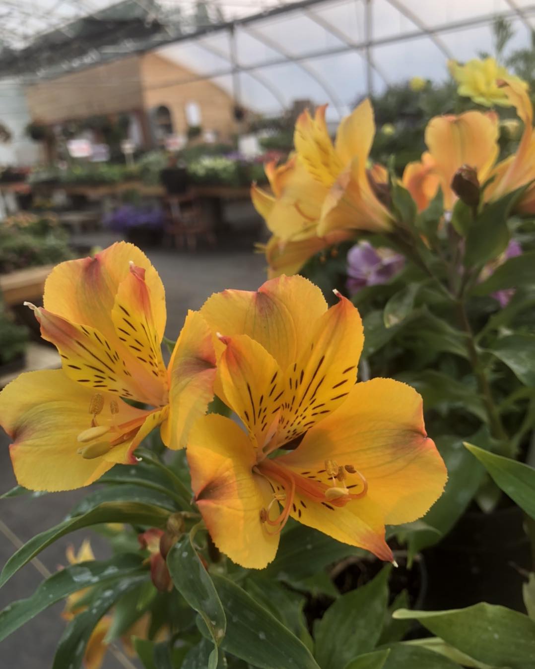 Rustic Roots Greenhouse | La Crete AB
