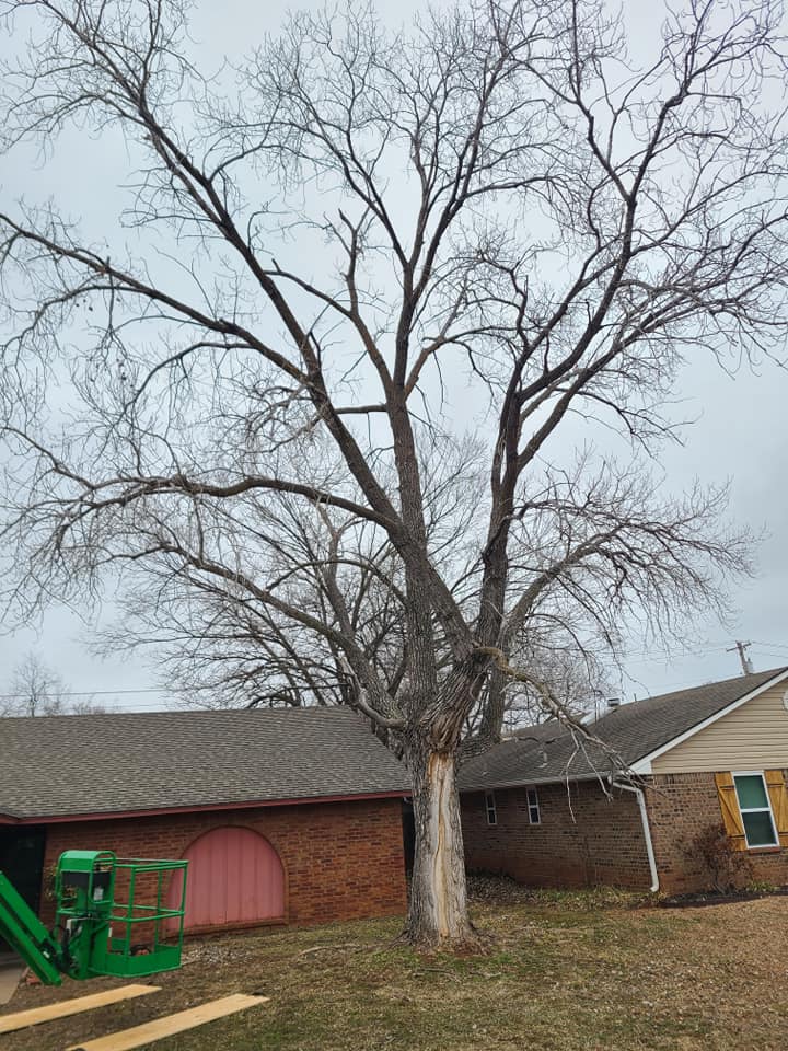 A.B.H Tree & Skidsteer Service | Shawnee OK