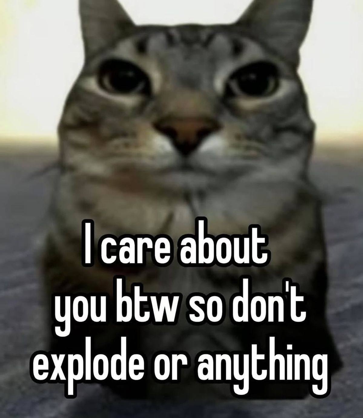 Posting cat content till I succeed in life