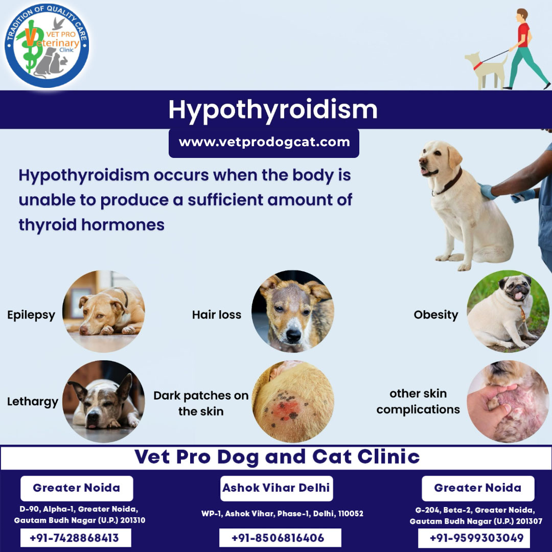 Thumbnail for Vet What Are The Symptoms Of Hypothyroidism In Dogs Veterinary