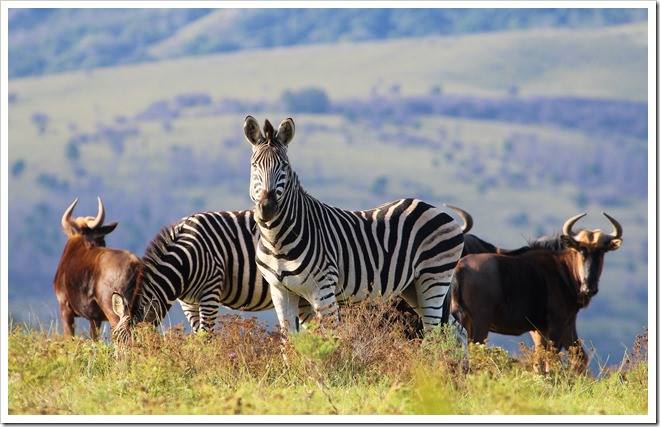 east-cape-safaris-facebook