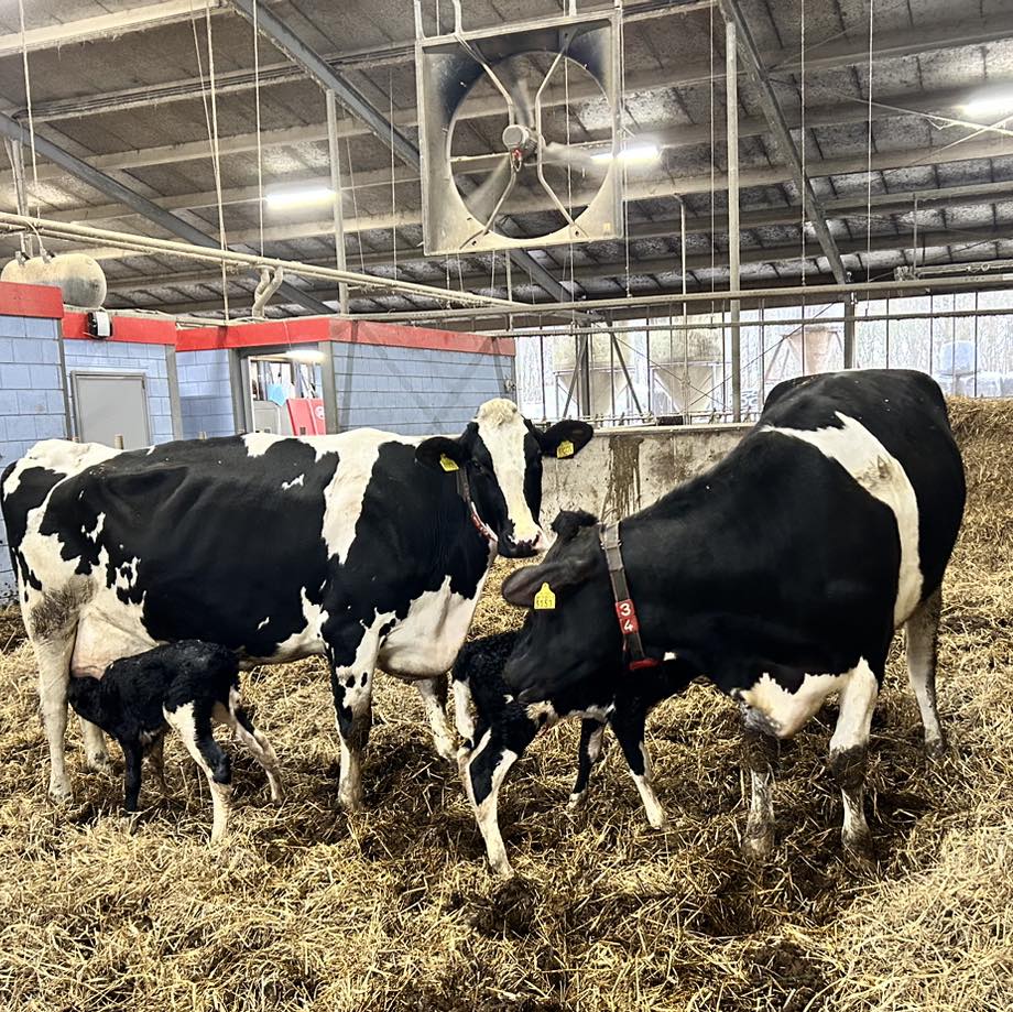 Boerderij Tober - K A L F J E S 🐄 Soms kom je in de...