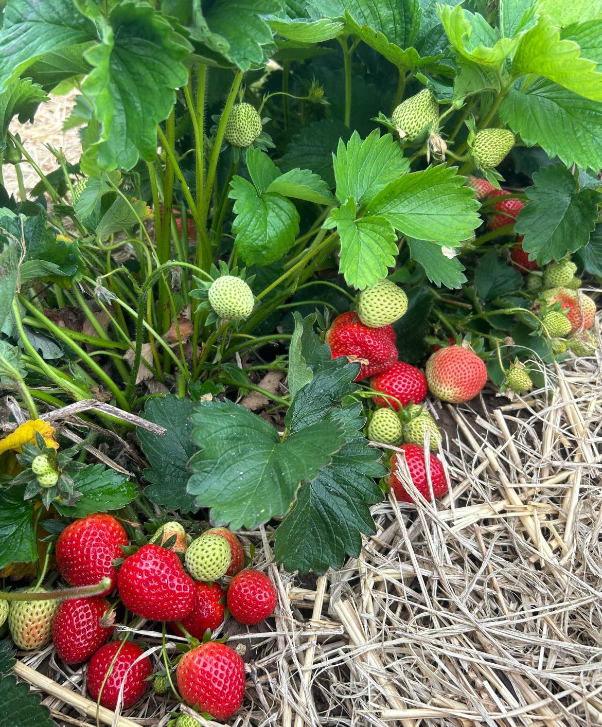 🍓PICK YOUR OWN... - Eastfield Farm Soft Fruit, Tickhill