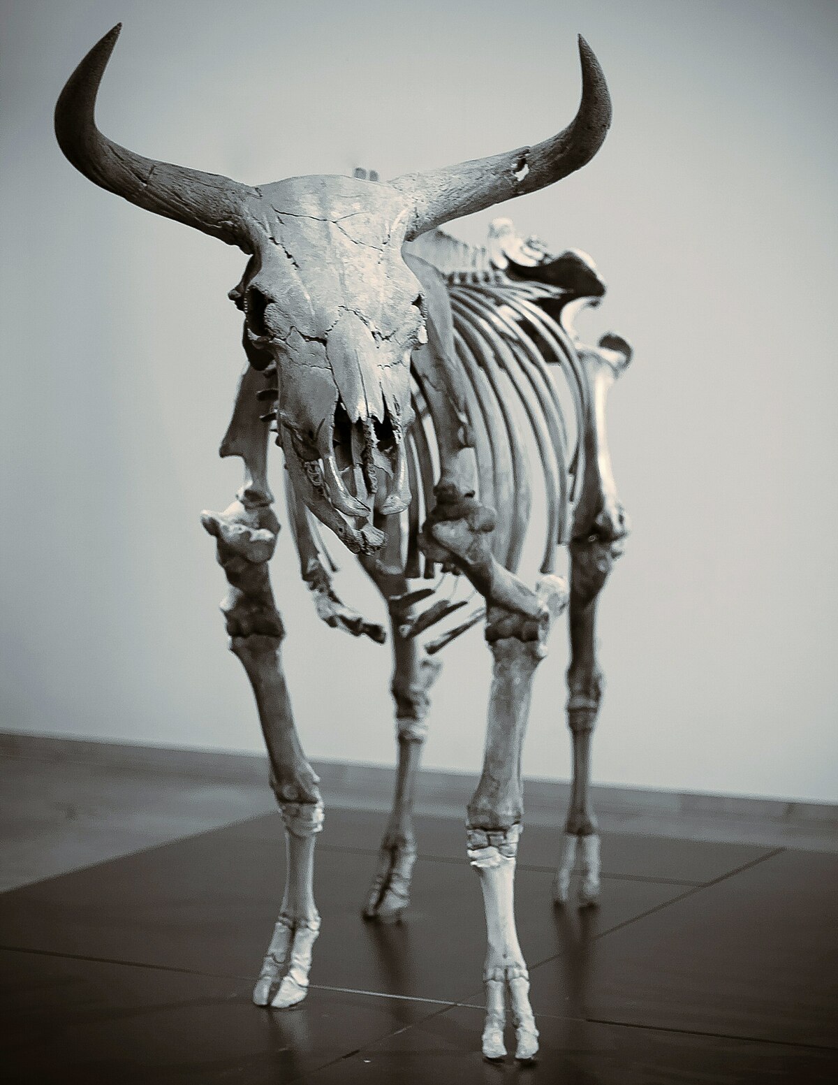 El uro (Bos primigenius) fue una... - Animales prehistóricos