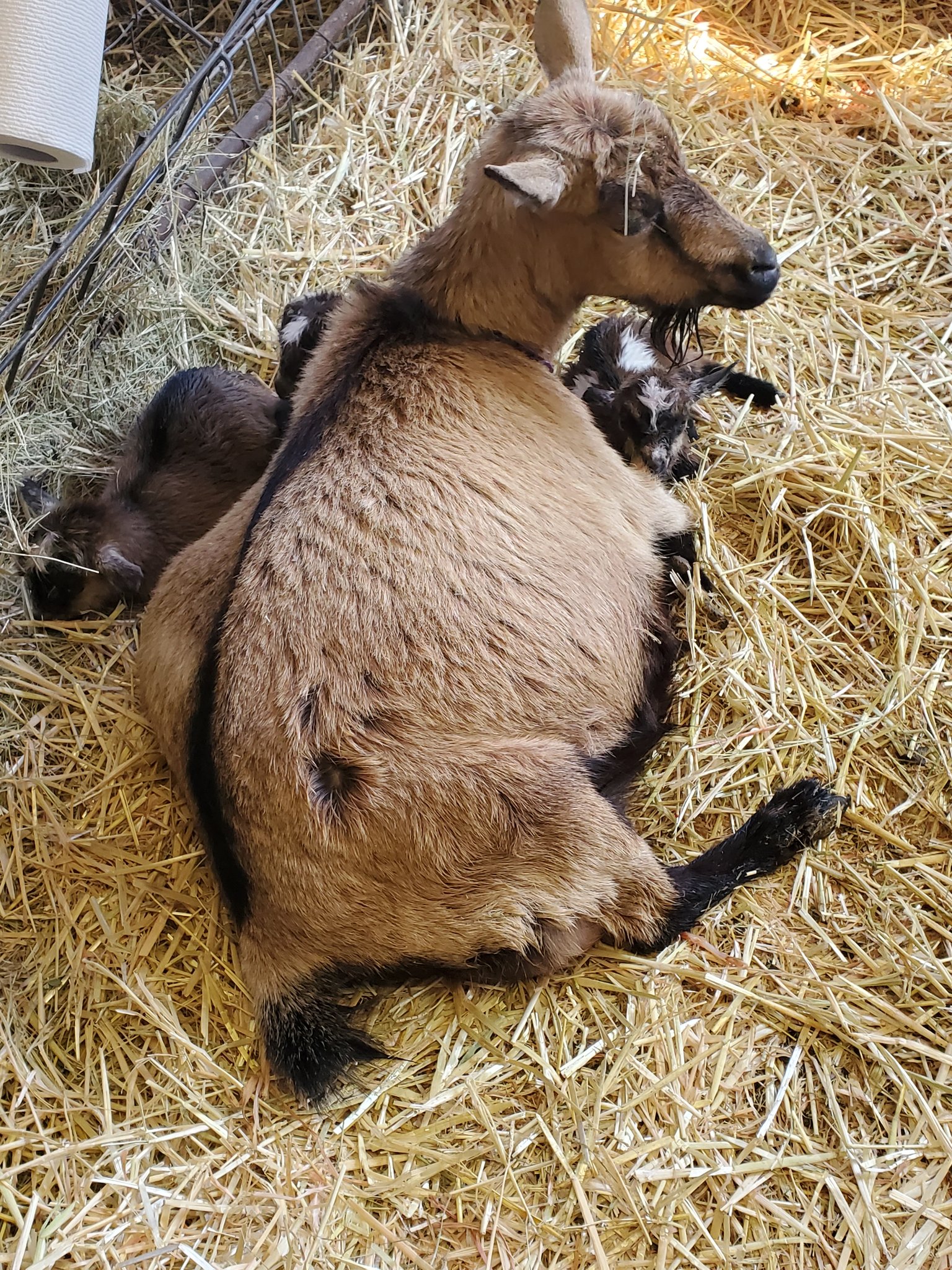 Long Shot Ranch Nigerian Dwarf Goats