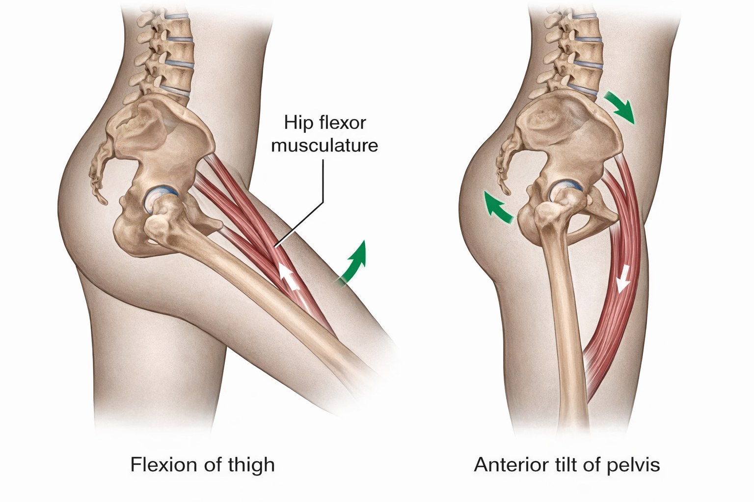 Knowledge3dart - 🔍 Biomechanical Insight: Hip Flexion vs... | Facebook