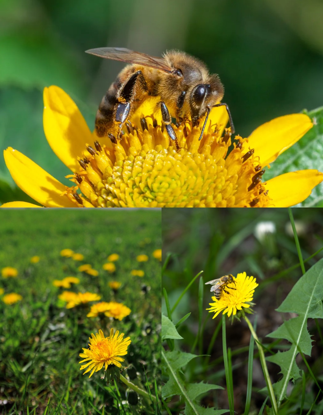Astuces - Pissenlit : gardien du sol et ami des abeilles 🌼🐝 🌱 Pourquoi ...