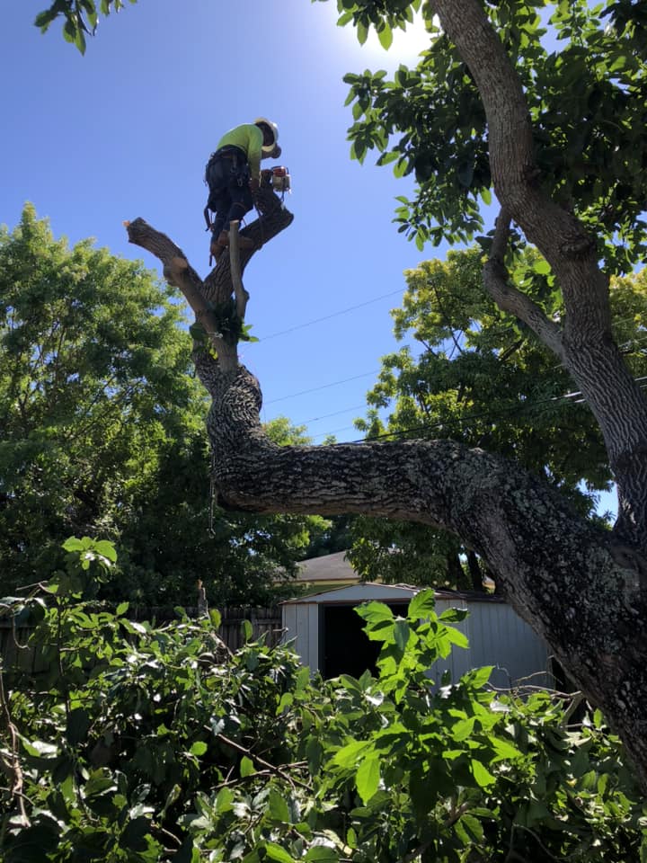 Miami Tree Cutter | Miami FL