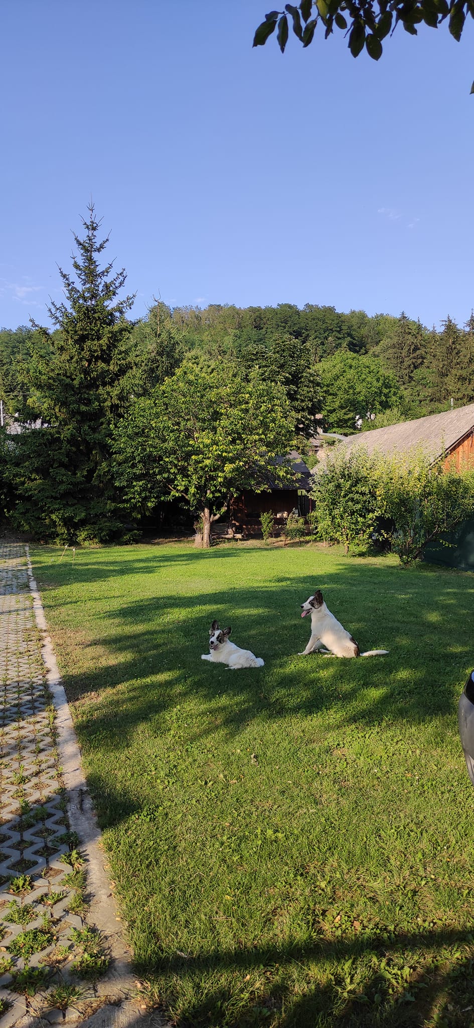 Caravan Camping Costișa | Costisa