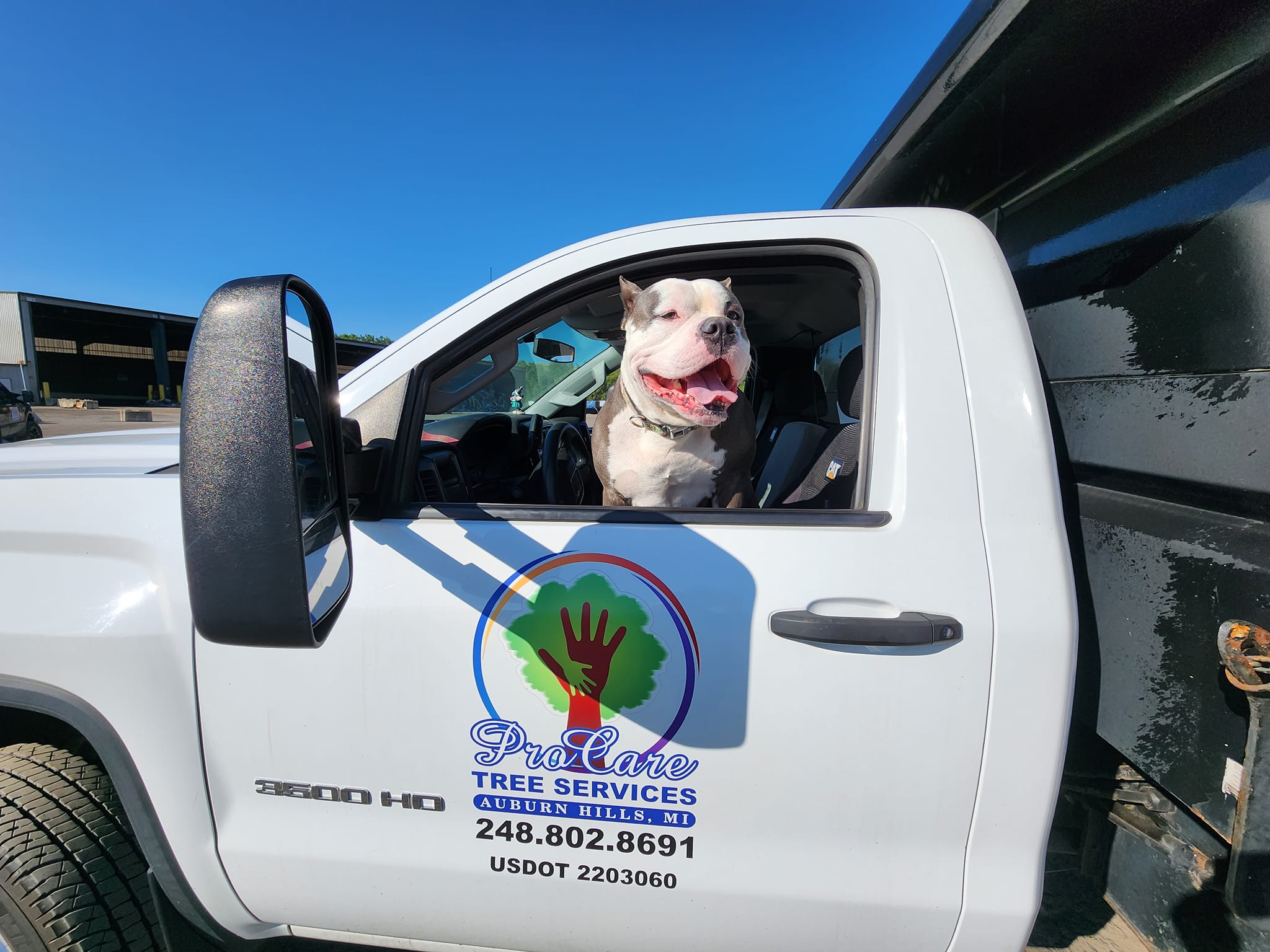 ProCare Tree services | Auburn Hills MI