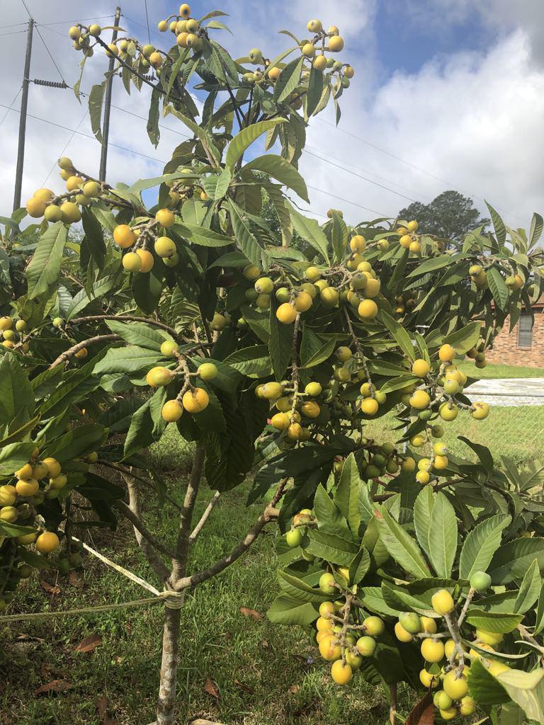 Hiromi red plum … Very good plum variety both in taste 👅 and