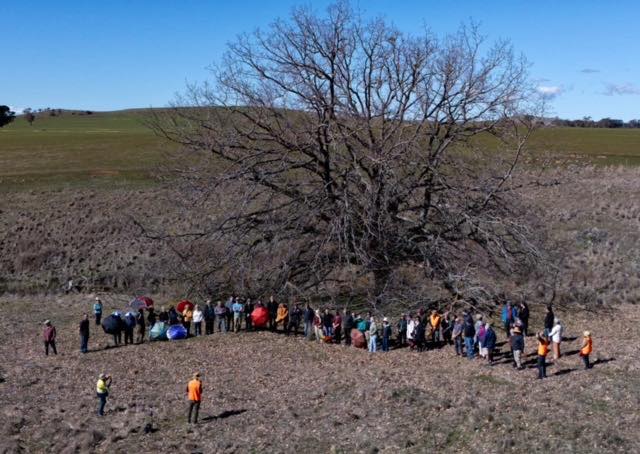 Kingston - Public voting for National Trust’s 2025 Victorian Tree of ...
