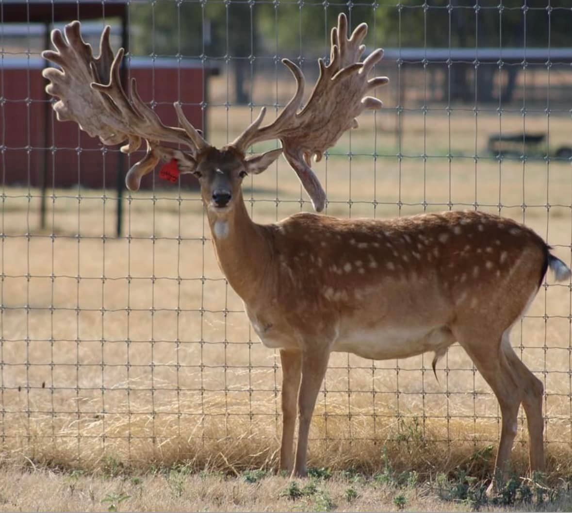 Long Tine Ranch | Quinlan TX