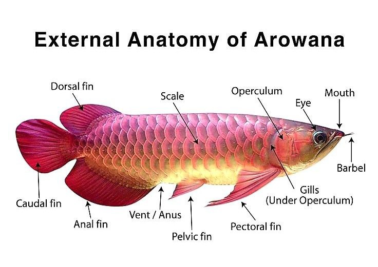 the-fish-facebook