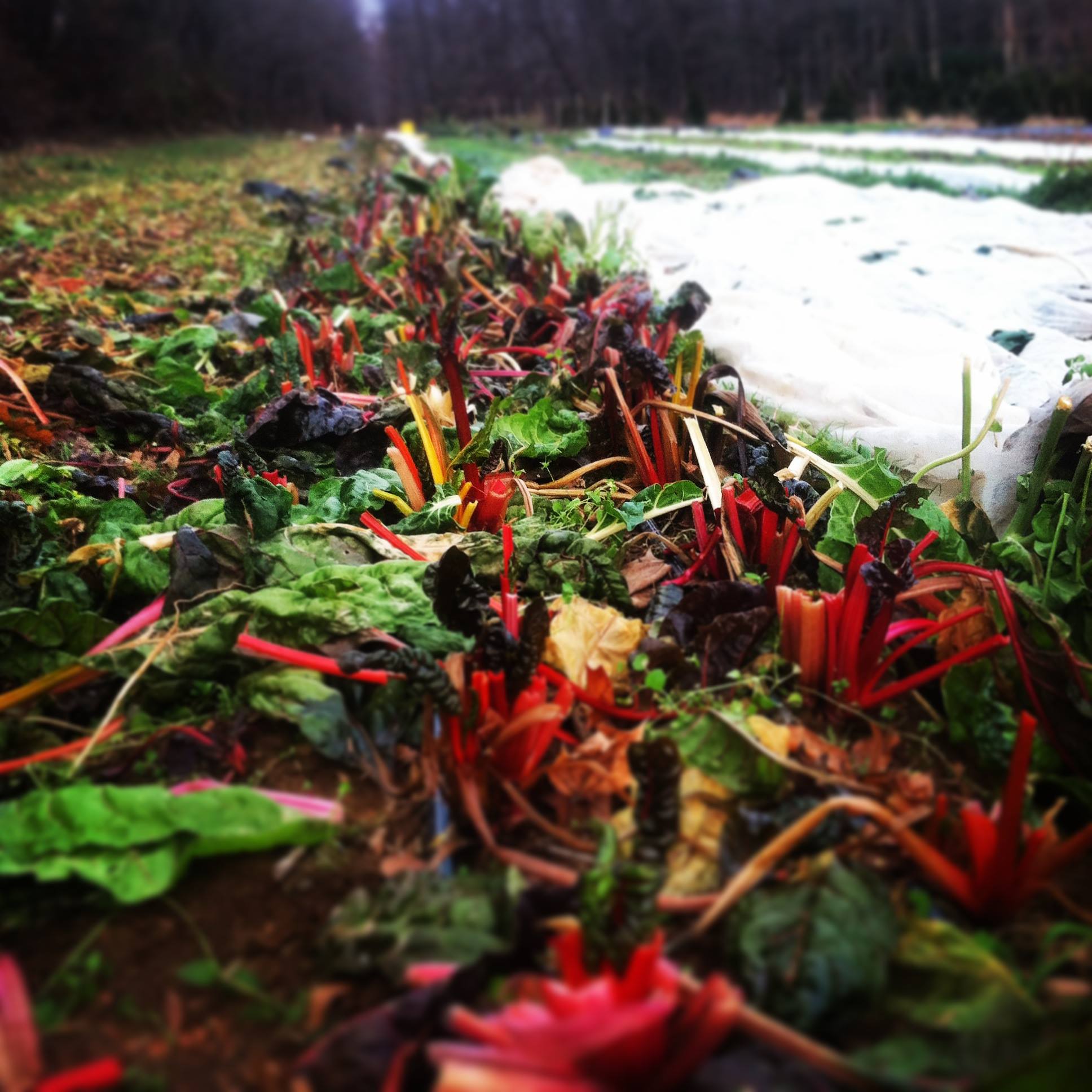 Ralston Farm