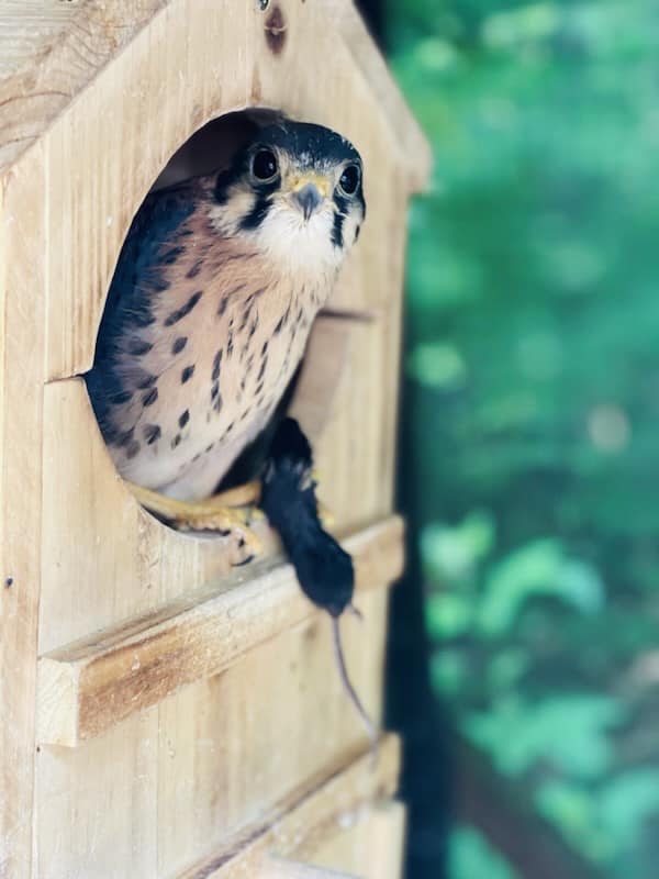 Good morning friends. Have a... - Owl Ridge Raptor Center