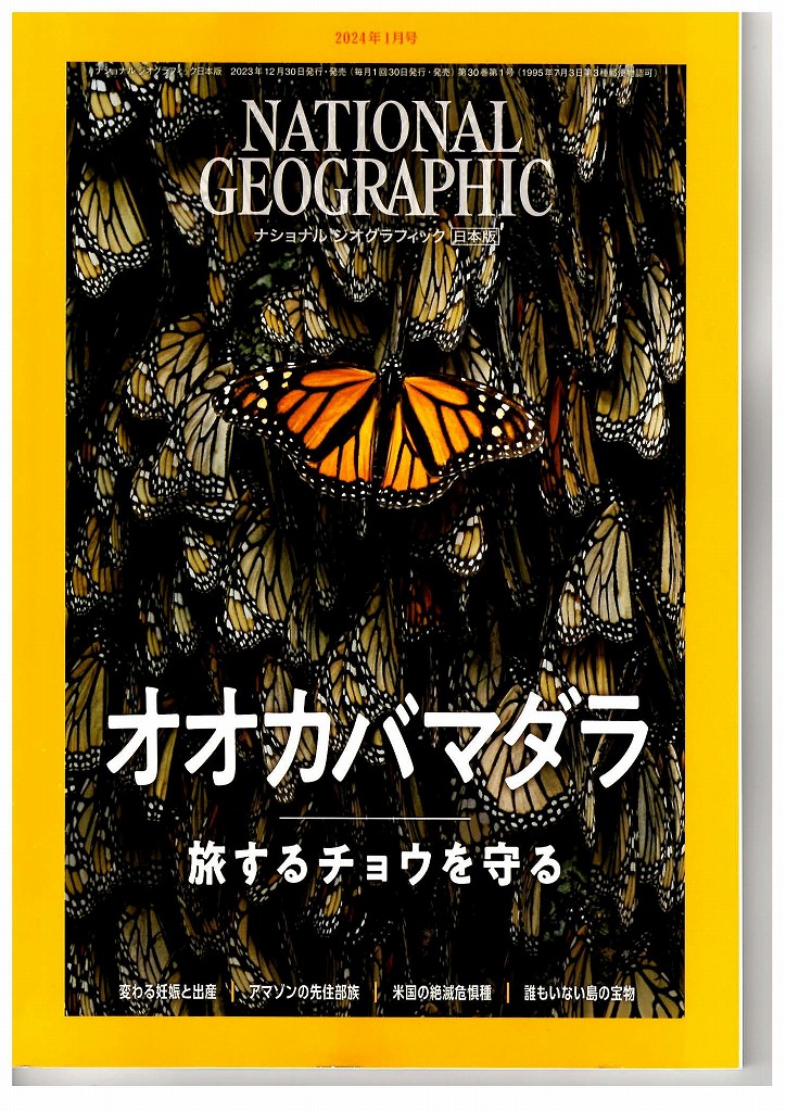 日本WPAのバタフライロゴに用いている蝶・オオカバマダラ（Monarch