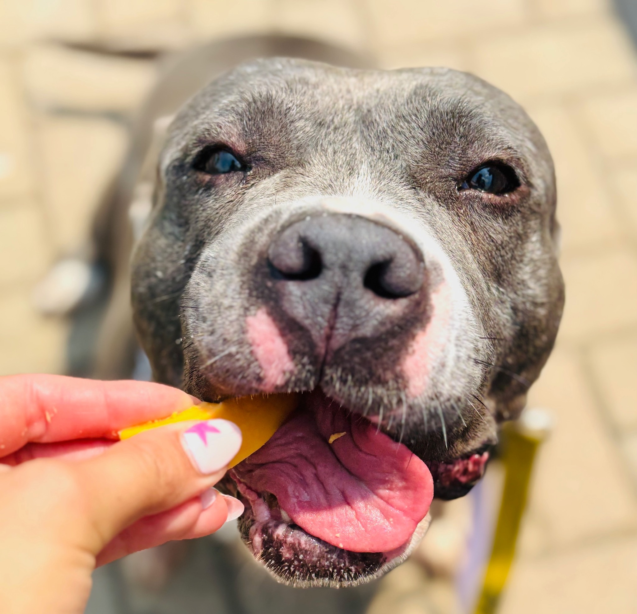 Project Hope... - Project Hope Animal Rescue Foundation
