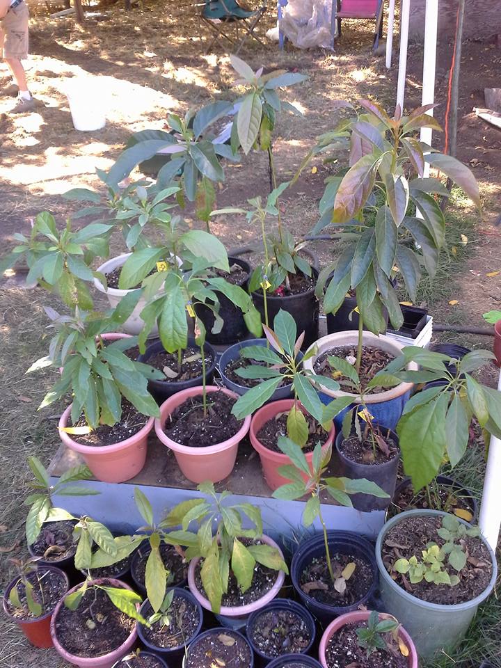 Growing Avocados in Oregon