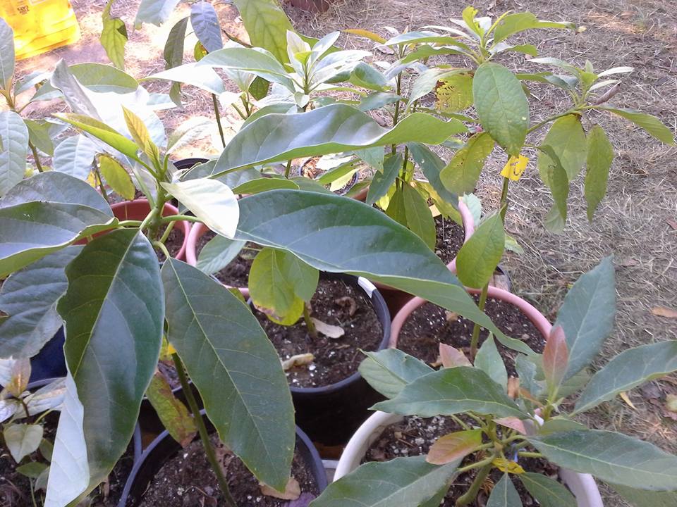 Growing Avocados in Oregon