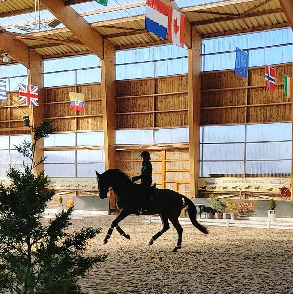elevage-massa-massa-horses