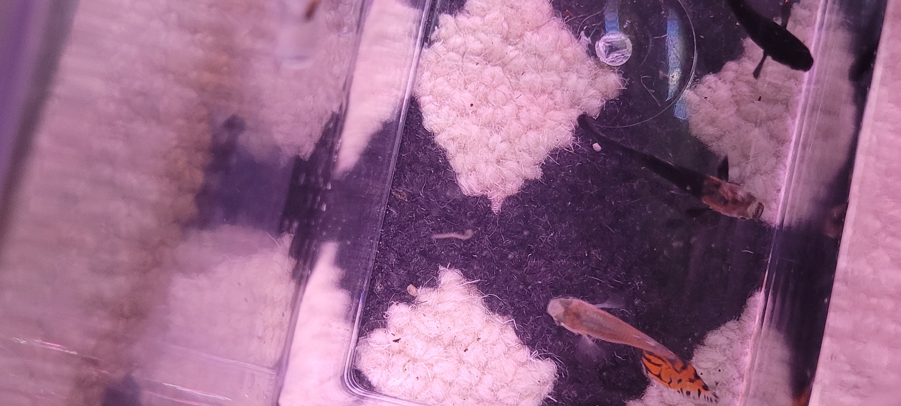 Fresh Water & aquarium fish | Please help. Acclimating some new guppies ...